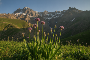 تره کوهی دناکوه سمیرم