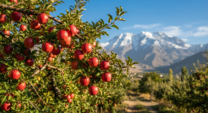 سیب معروف و جهانی دناکوه سمیرم کد 111