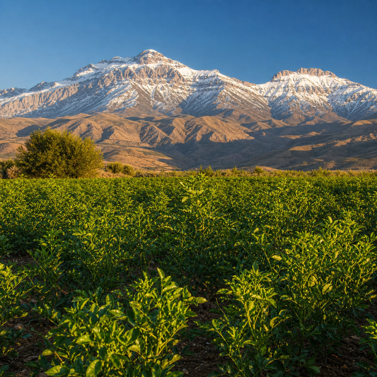 شیرین بیان ارگانیک